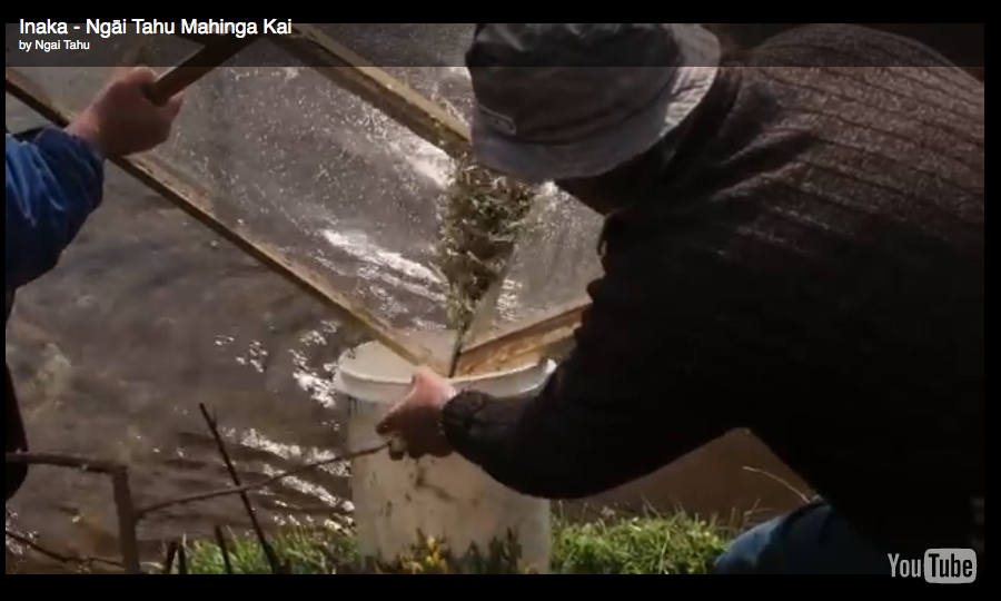 Inanga Inaka whitebait Maori New Zealand